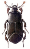 +bug+insect+pest+Hololepta+ clipart