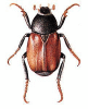 +bug+insect+pest+Hoplia+ clipart