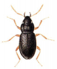 +bug+insect+pest+Hydraena+ clipart