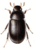 +bug+insect+pest+Hydrobius+ clipart