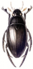 +bug+insect+pest+Hydrophilus+ clipart