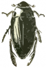 +bug+insect+pest+Hydrophilus+triangularis+ clipart