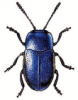 +bug+insect+pest+Hydrothassa+ clipart