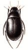 +bug+insect+pest+Hydrous+ clipart