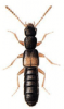 +bug+insect+pest+Hygronoma+ clipart