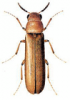 +bug+insect+pest+Hylecoetus+ clipart