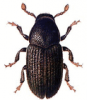 +bug+insect+pest+Hylesinus+ clipart