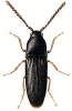 +bug+insect+pest+Hylis+ clipart