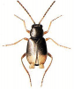 +bug+insect+pest+Hypebaeus+ clipart