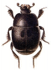 +bug+insect+pest+Hypocaccus+ clipart