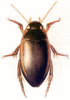 +bug+insect+pest+Ilybius+ clipart