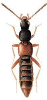 +bug+insect+pest+Ilyobates+ clipart