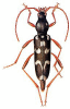 +bug+insect+pest+Isotomus+ clipart