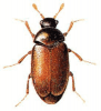 +bug+insect+pest+Khapra+Beetle+ clipart
