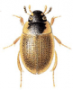 +bug+insect+pest+Laccobius+ clipart