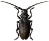 +bug+insect+pest+Lamia+ clipart