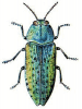 +bug+insect+pest+Lampra+ clipart