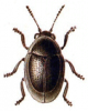 +bug+insect+pest+Lamprosoma+ clipart