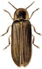 +bug+insect+pest+Lampyris+ clipart