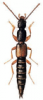 +bug+insect+pest+Lanthrobium+ clipart