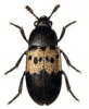 +bug+insect+pest+Larder+Beetle+ clipart