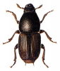 +bug+insect+pest+Large+Elm+Bark+Beetle+ clipart