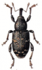 +bug+insect+pest+Large+Pine+Weevil+ clipart