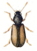 +bug+insect+pest+Laricobius+ clipart