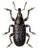 +bug+insect+pest+Larinus+ clipart