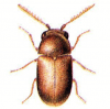 +bug+insect+pest+Lasioderma+ clipart