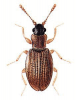 +bug+insect+pest+Lathridius+ clipart