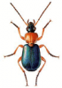 +bug+insect+pest+Lebia+ clipart