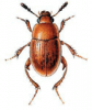 +bug+insect+pest+Leiodes+ clipart