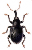 +bug+insect+pest+Leiosoma+ clipart