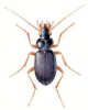 +bug+insect+pest+Leistus+ clipart