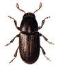 +bug+insect+pest+Leperisinus+ clipart