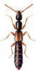 +bug+insect+pest+Leptacinus+ clipart