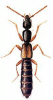 +bug+insect+pest+Leptacinus+ clipart