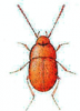 +bug+insect+pest+Leptinus+ clipart