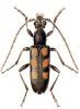 +bug+insect+pest+Leptura+ clipart