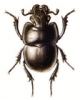 +bug+insect+pest+Lethrus+ clipart