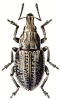 +bug+insect+pest+Leucosomus+ clipart