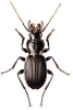 +bug+insect+pest+Licinus+ clipart