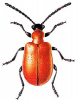 +bug+insect+pest+Lilioceris+ clipart