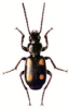 +bug+insect+pest+Lionychus+ clipart