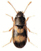 +bug+insect+pest+Litargus+ clipart