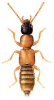 +bug+insect+pest+Lithocharis+ clipart