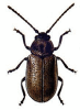 +bug+insect+pest+Lochmaea+ clipart