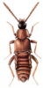 +bug+insect+pest+Lomechusa+ clipart