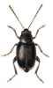 +bug+insect+pest+Longitarsus+ clipart